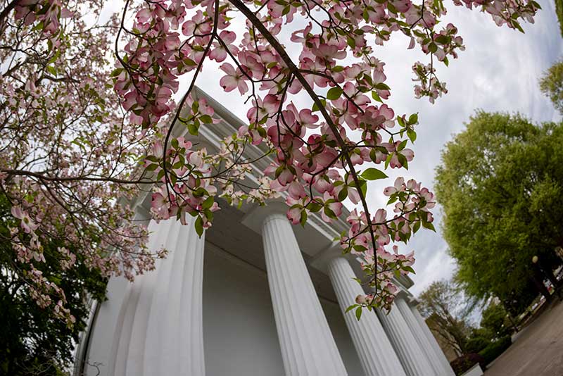 Dogwoods blooming in front of the UGA Chapel